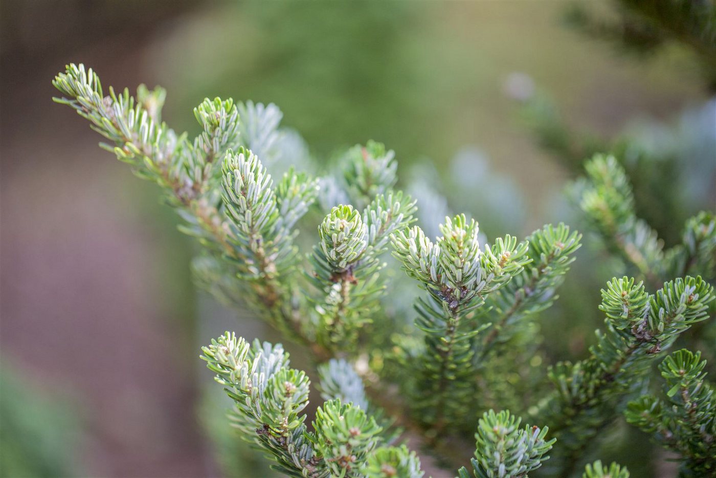 Pflanzen für Dich Konifere Abies koreana Molli, 1 St., Koreanische Tanne, kompakt, violette Zapfen Bild 3
