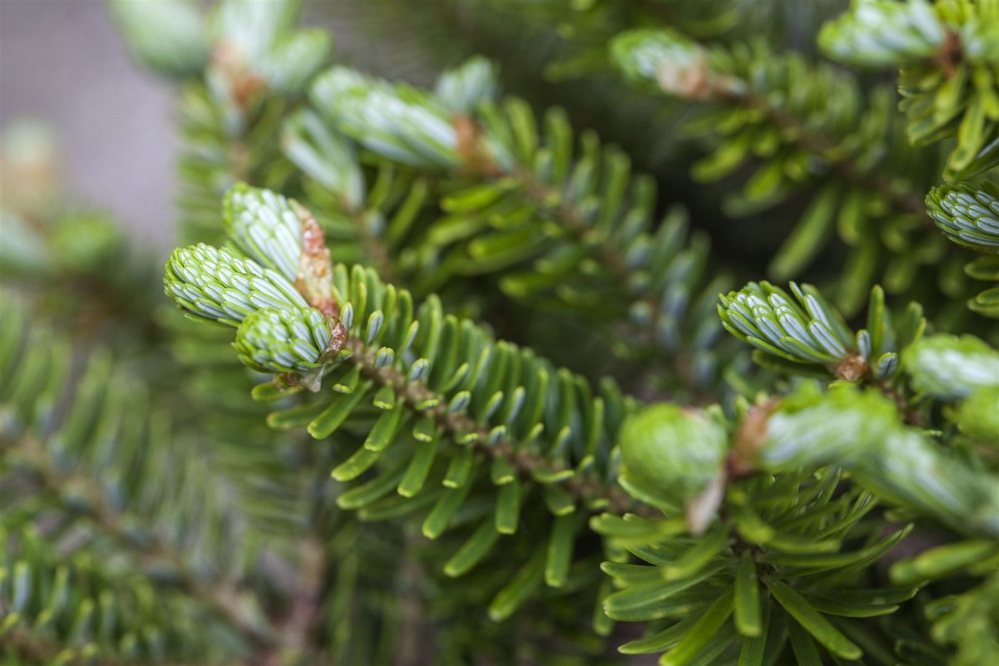 Pflanzen für Dich Konifere Abies koreana Molli, 1 St., Koreanische Tanne, kompakt, violette Zapfen Bild 4