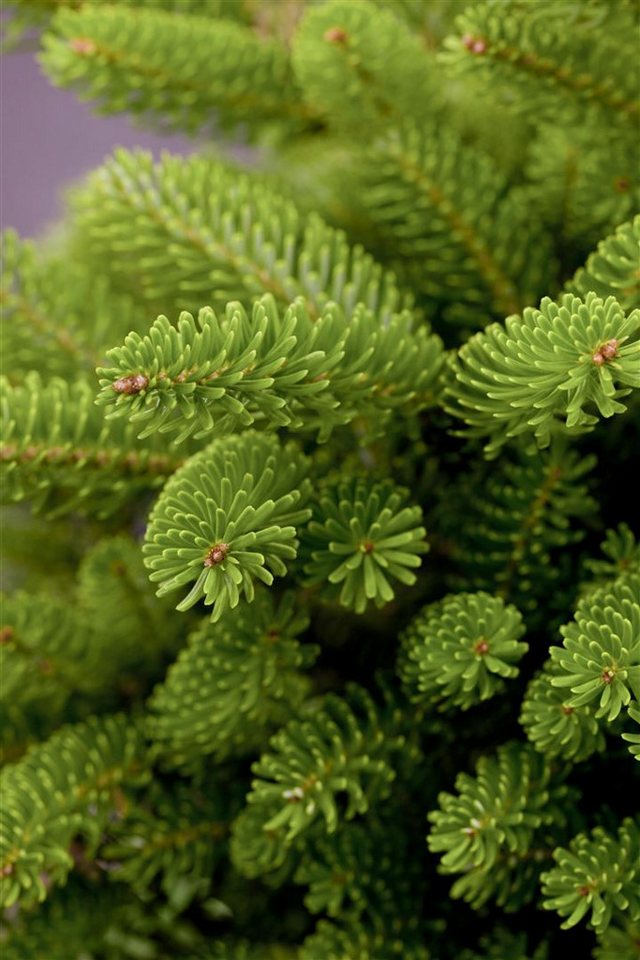 Pflanzen für Dich Konifere Abies koreana Molli, 1 St., Koreanische Tanne, kompakt, violette Zapfen Bild 5