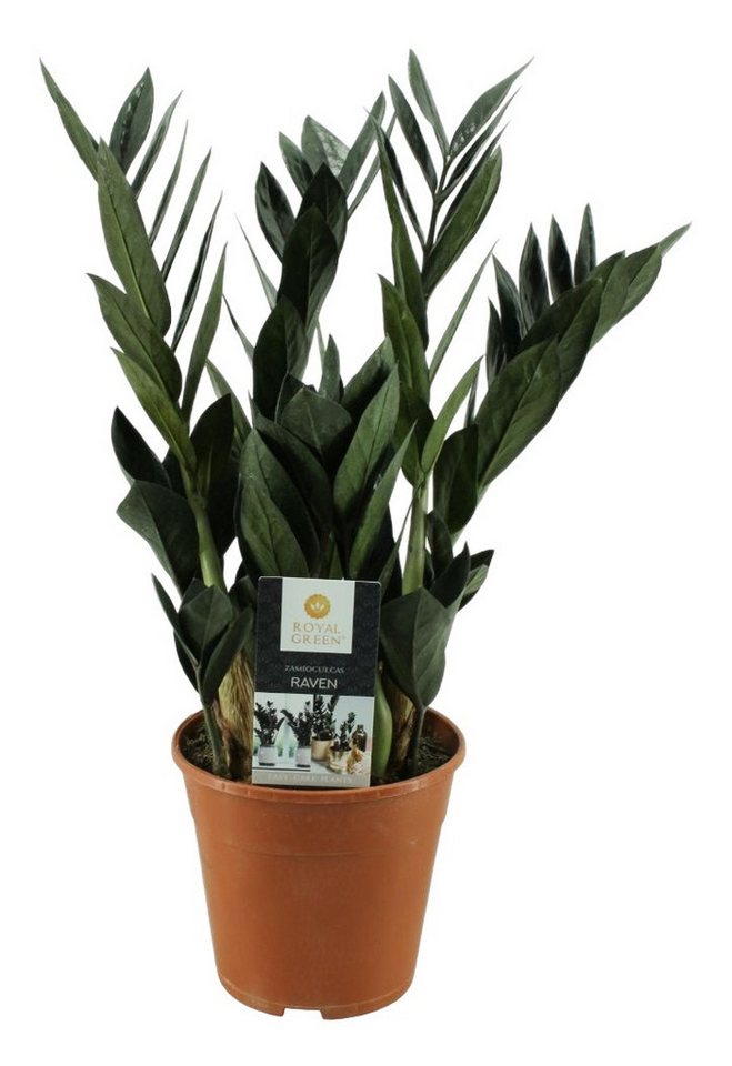 meinvipshop Zimmerpflanze Glücksfeder Zamioculcas zamiifolia Raven 45cm