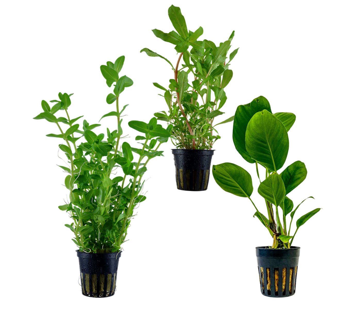 Dehner Wasserpflanze Aquarienpflanzen Set, 3-teilig, Hintergrund 231, je ca. 10-20 cm, robuste Wasserpflanzen für Süßwasser Aquarien Bild 4