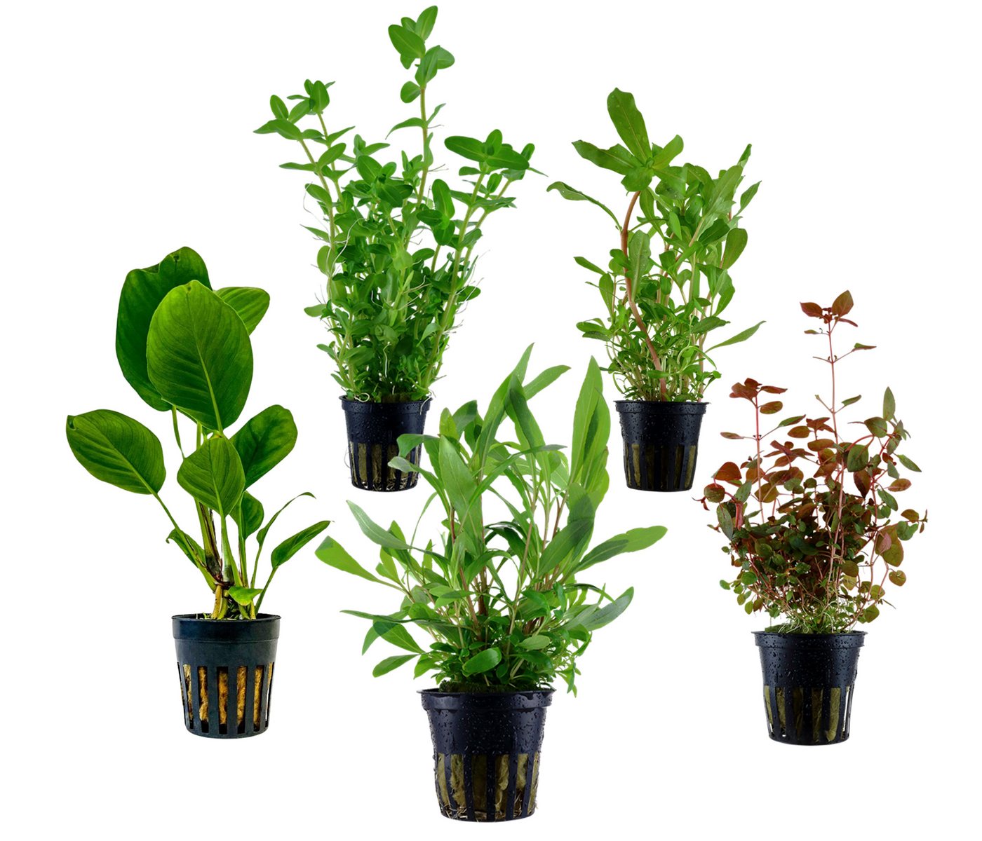 Dehner Wasserpflanze Aquarienpflanzen Set, 5-teilig, Hintergrund 208, je ca. 10-20 cm, robuste Wasserpflanzen für Süßwasser Aquarien