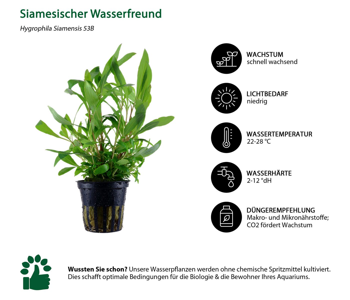 Dehner Wasserpflanze Aquarienpflanzen Set, 5-teilig, Hintergrund 208, je ca. 10-20 cm, robuste Wasserpflanzen für Süßwasser Aquarien Bild 5