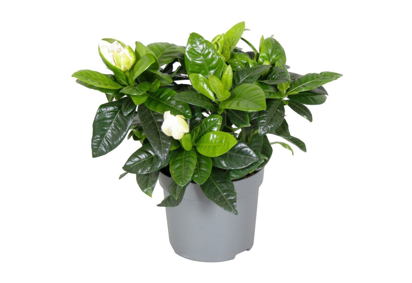 meinvipshop Topfpflanze Gardenie jasminoides Topfpflanze