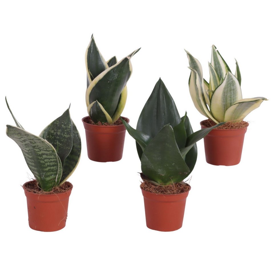meinvipshop Zimmerpflanze Sansevieria 4er Set 20cm Zimmerpflanze