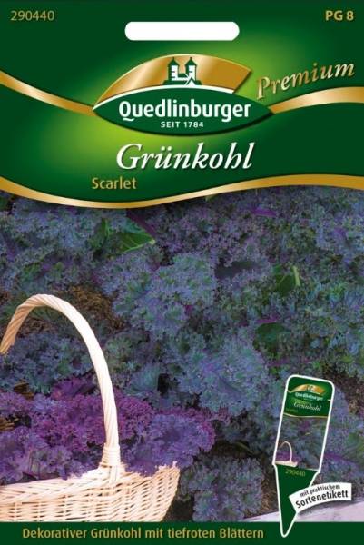 Quedlinburger Grünkohl Scarlet - Gemüsesamen