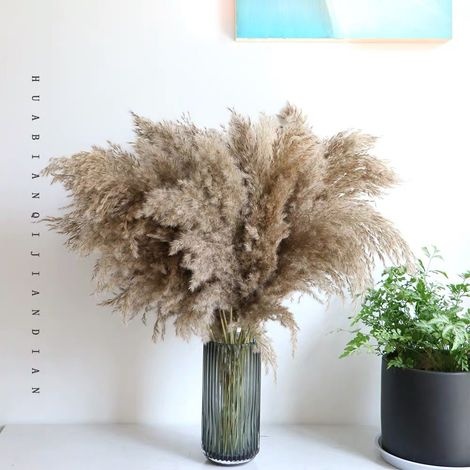 12 Stück Pampasblumen, Natürlich Getrocknete Blumen, Getrocknetes Pampasgras, Getrocknetes Schilfrohr, Phragmites – Dekoration Für Hochzeiten, Fotoshootings Und Partys Zu Hause