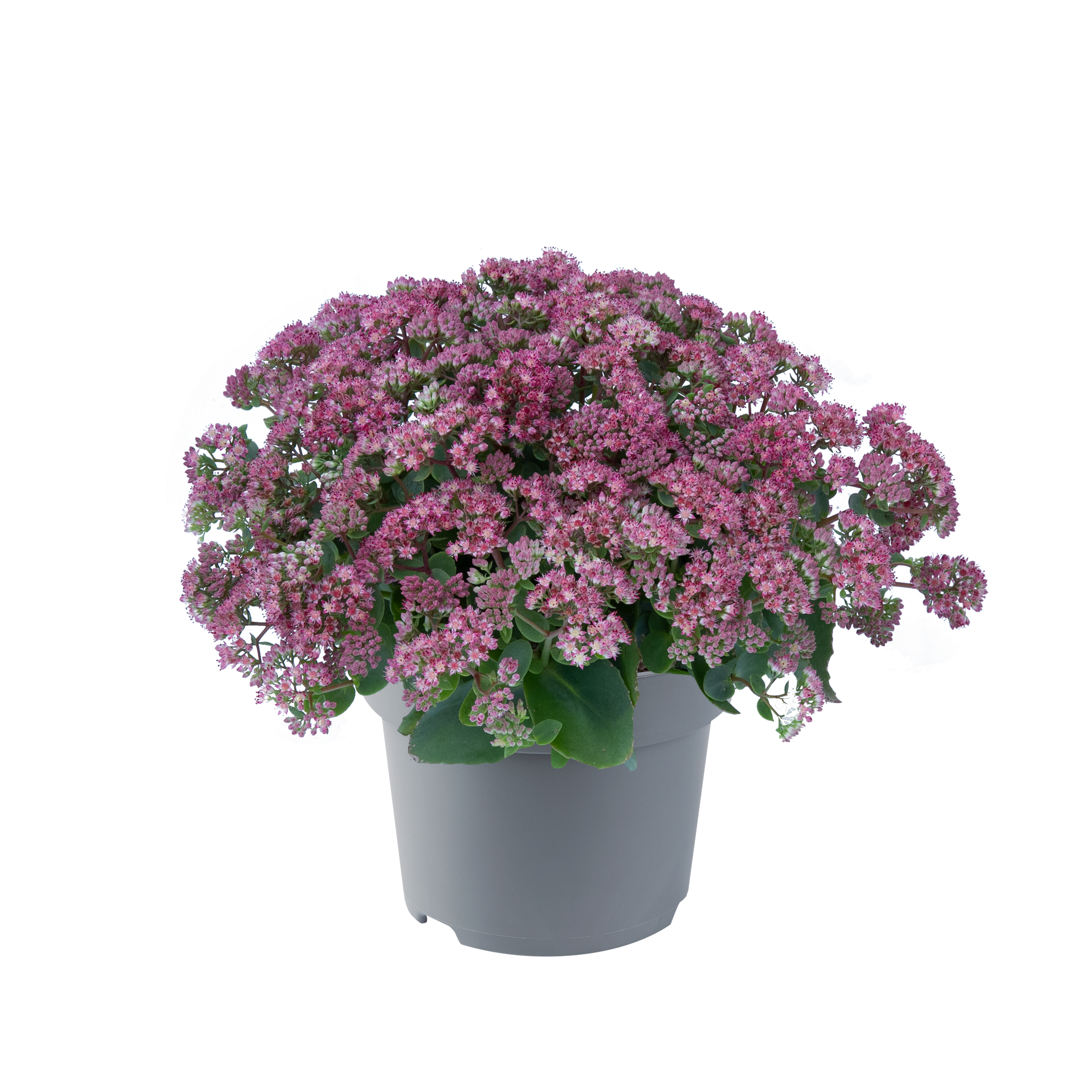 Fetthenne Sondersorten 13 cm Topf Bild 2