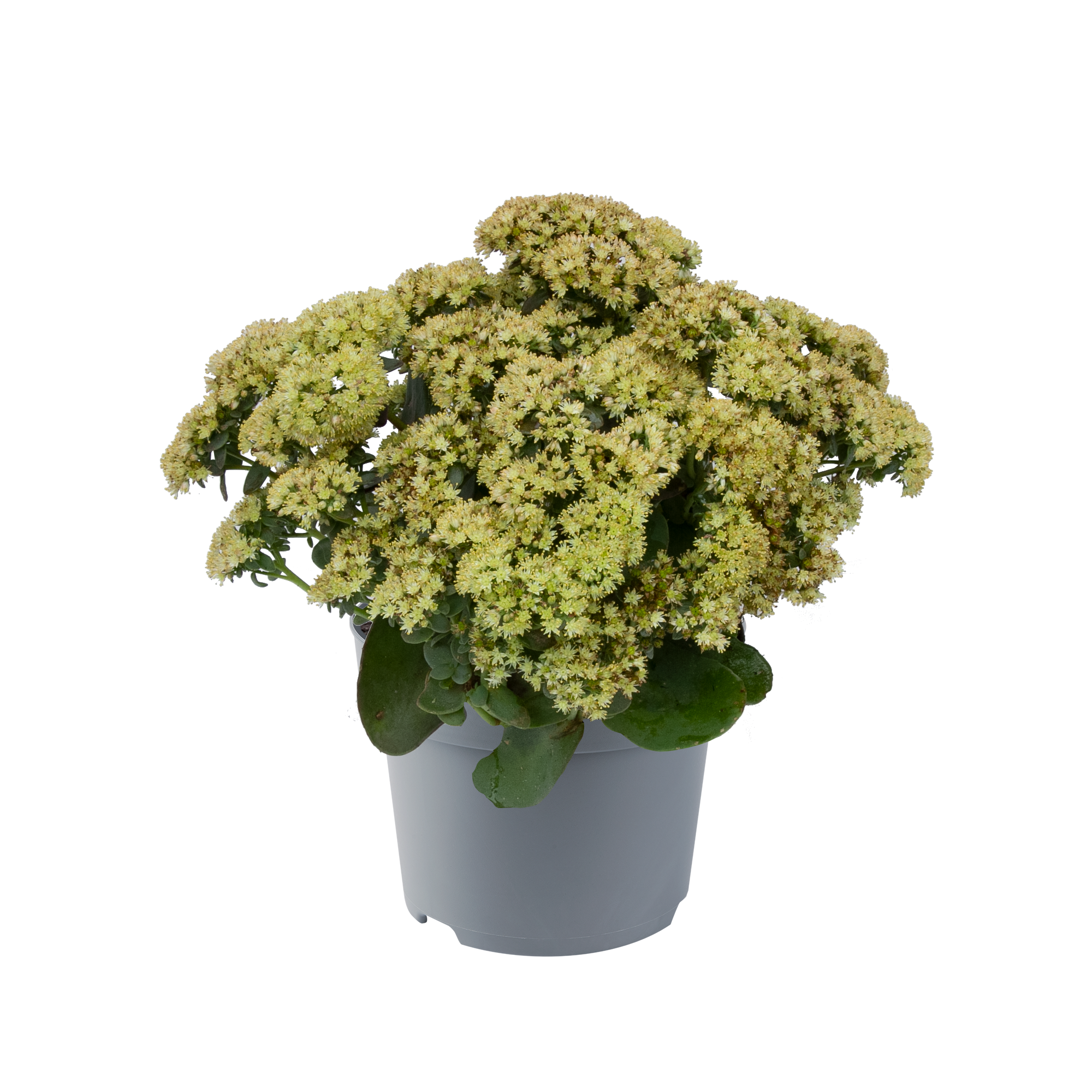 Fetthenne Sondersorten 13 cm Topf Bild 3