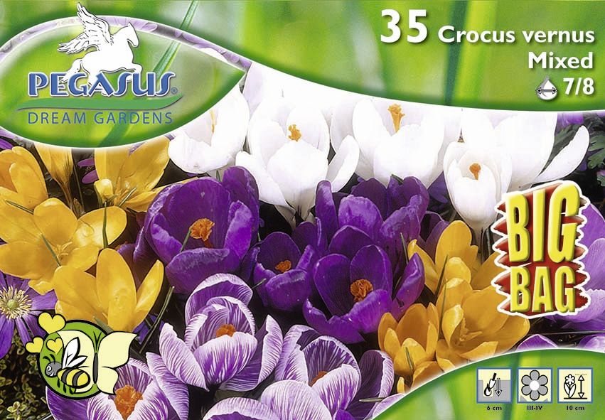 Pegasus BigBag Großblumiger Krokus Mischung Crocus vernus Bild 2