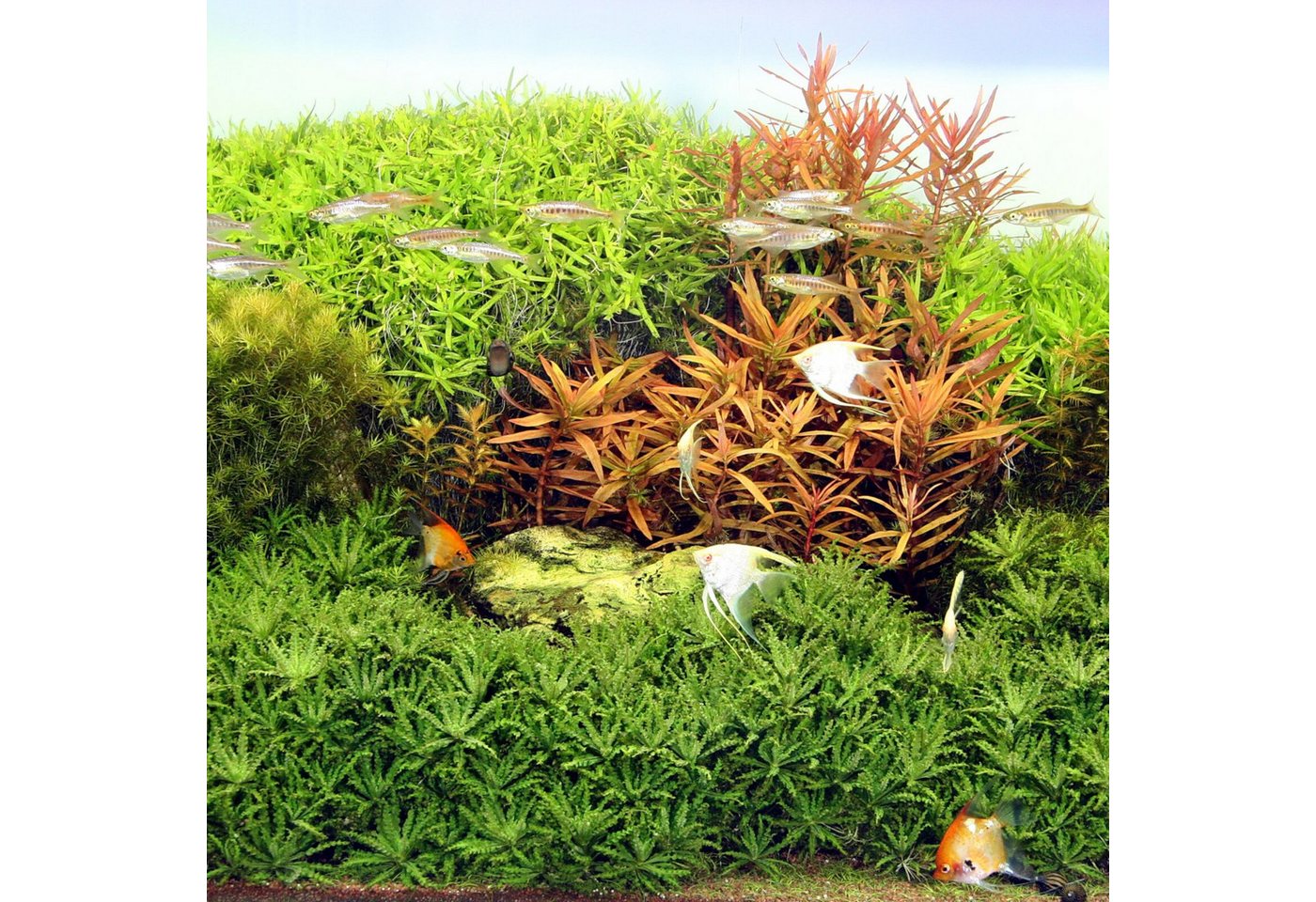 JBL Aquarium Beleuchtung Solar Natur T5 Ultra 550 mm-24 W Bild 3