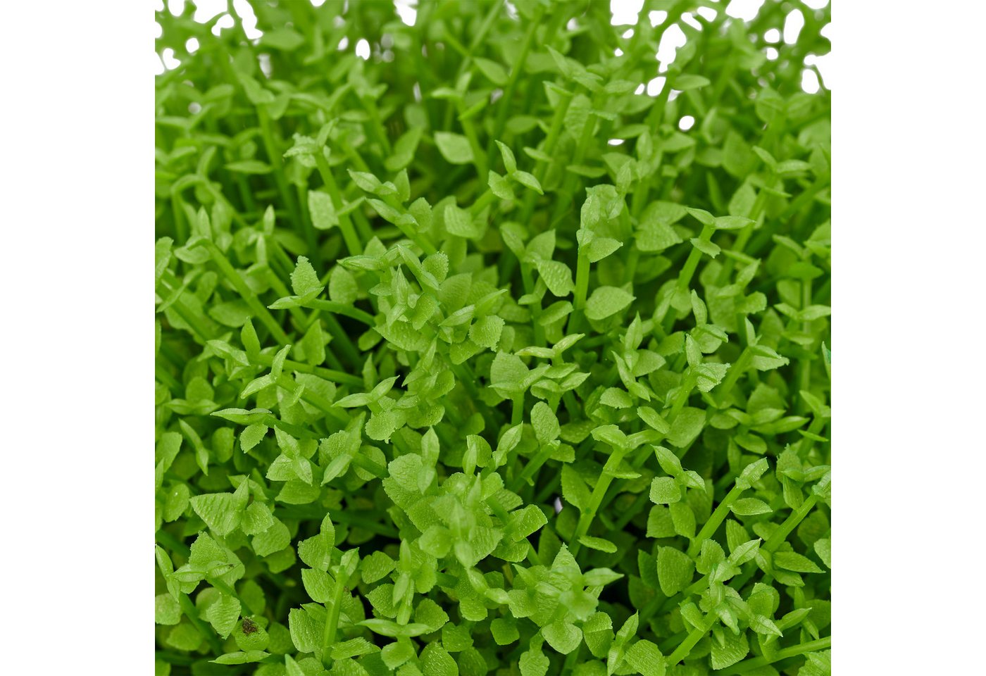 Kunstpflanze Halbkugel Selaginella apoda, Creativ green, Höhe 16 cm, in kompakter Größe Bild 2