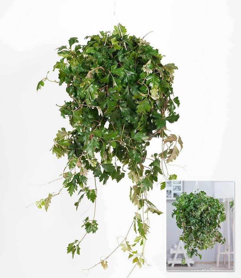 BALDUR Garten Zimmerpflanze Hängepflanze Cissus, 1 St., Wein, pflegeleicht, kübelgeeignet