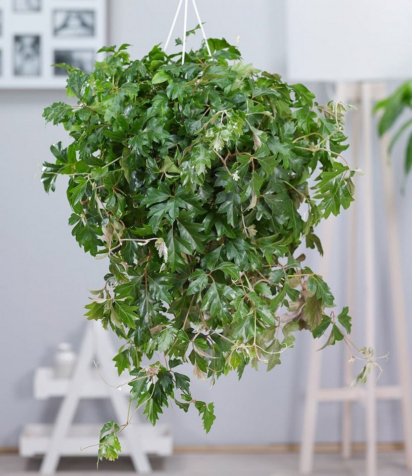 BALDUR Garten Zimmerpflanze Hängepflanze Cissus, 1 St., Wein, pflegeleicht, kübelgeeignet Bild 2