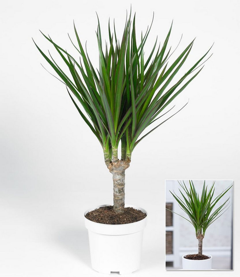 BALDUR Garten Zimmerpflanze Dracena 'Marginata' ca. 35-45 cm hoch, 1 St., Dracaena marginatam pflegeleicht Bild 2