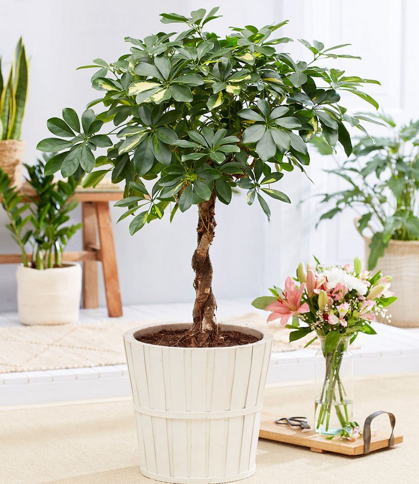 BALDUR Garten Zimmerpflanze Schefflera Gold Capella 'geflochtener Stamm' ca. 70 cm hoch, 1 St., Strahlenaralie, pflegeleicht