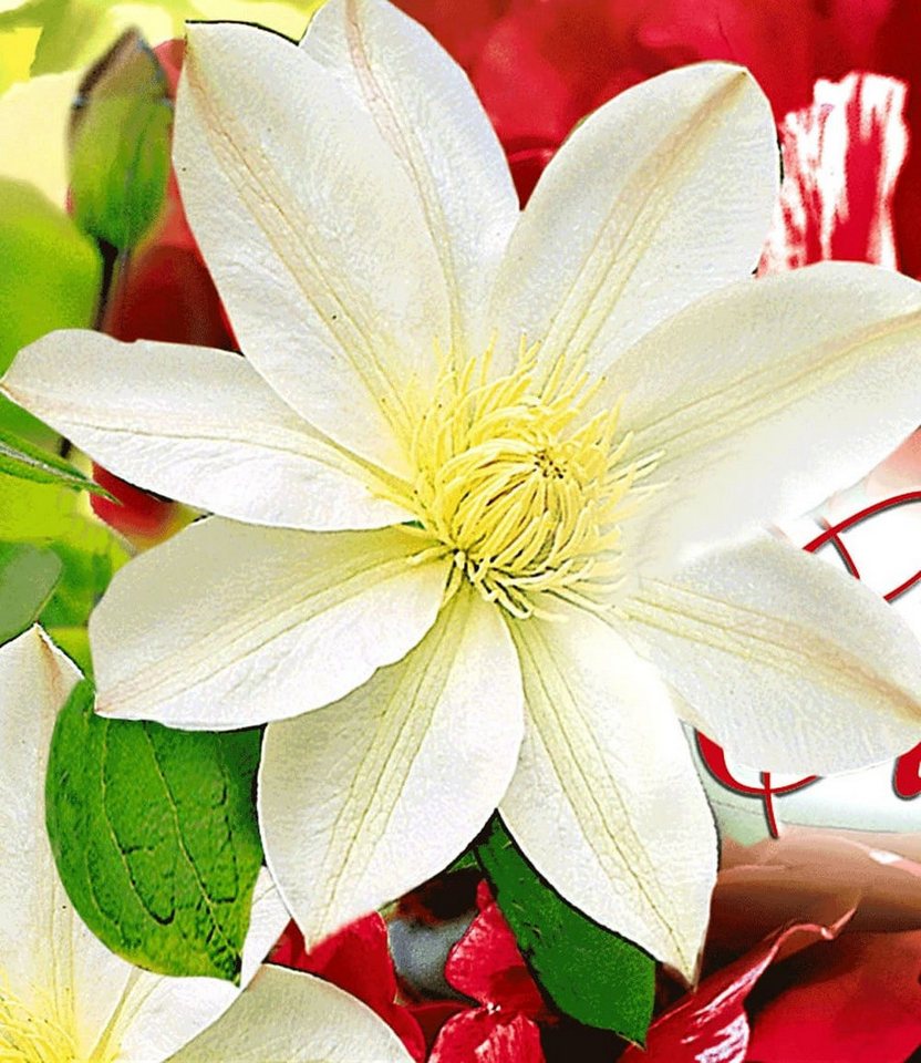 BALDUR Garten Zierstrauch Clematis 'Madame Le Coultre', 1 St., Duftclematis, weiße Blüten, winterhart