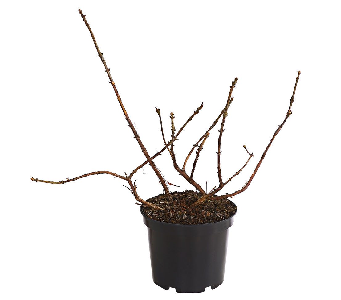 Dehner Obstpflanze Heidelbeere, Honigbeere Russlana, süss, ca. 30-40 cm, kompakt wachsender Beerenstrauch, auch als Maibeere bekannt