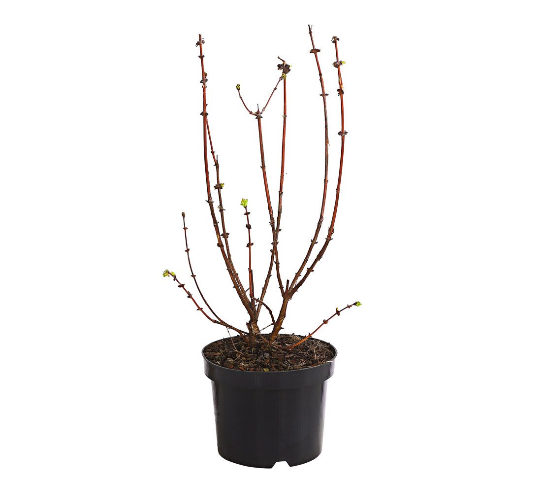 Dehner Obstpflanze Heidelbeere, Honigbeere Polina, 30-40 cm, 3 l Topf, auch als Sibirische Blaubeere bekannt, Befruchtersorte benötigt