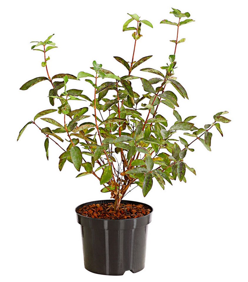 Dehner Obstpflanze Heidelbeere, Honigbeere Polina, 30-40 cm, 3 l Topf, auch als Sibirische Blaubeere bekannt, Befruchtersorte benötigt Bild 3