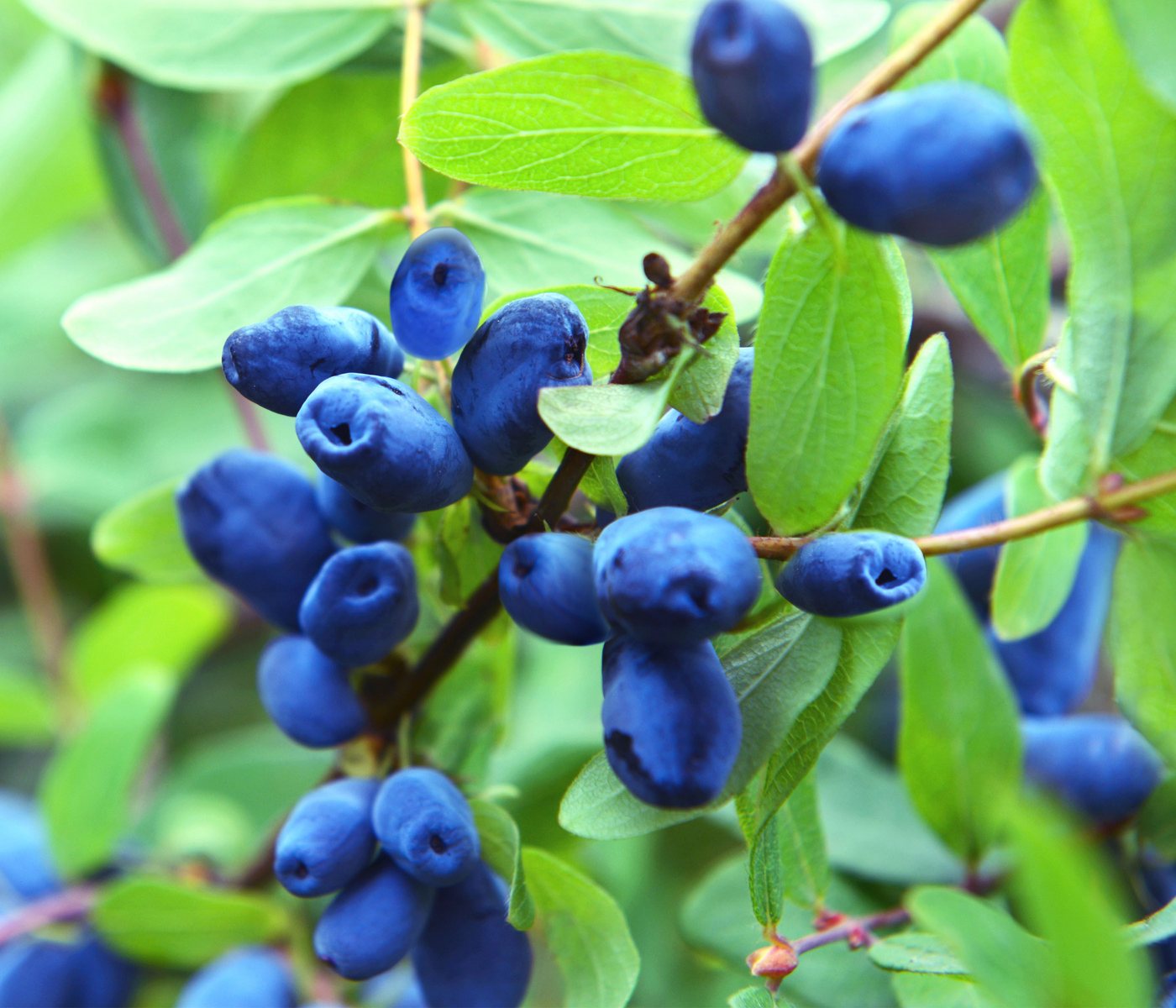 Dehner Obstpflanze Heidelbeere, Honigbeere Polina, 30-40 cm, 3 l Topf, auch als Sibirische Blaubeere bekannt, Befruchtersorte benötigt Bild 4