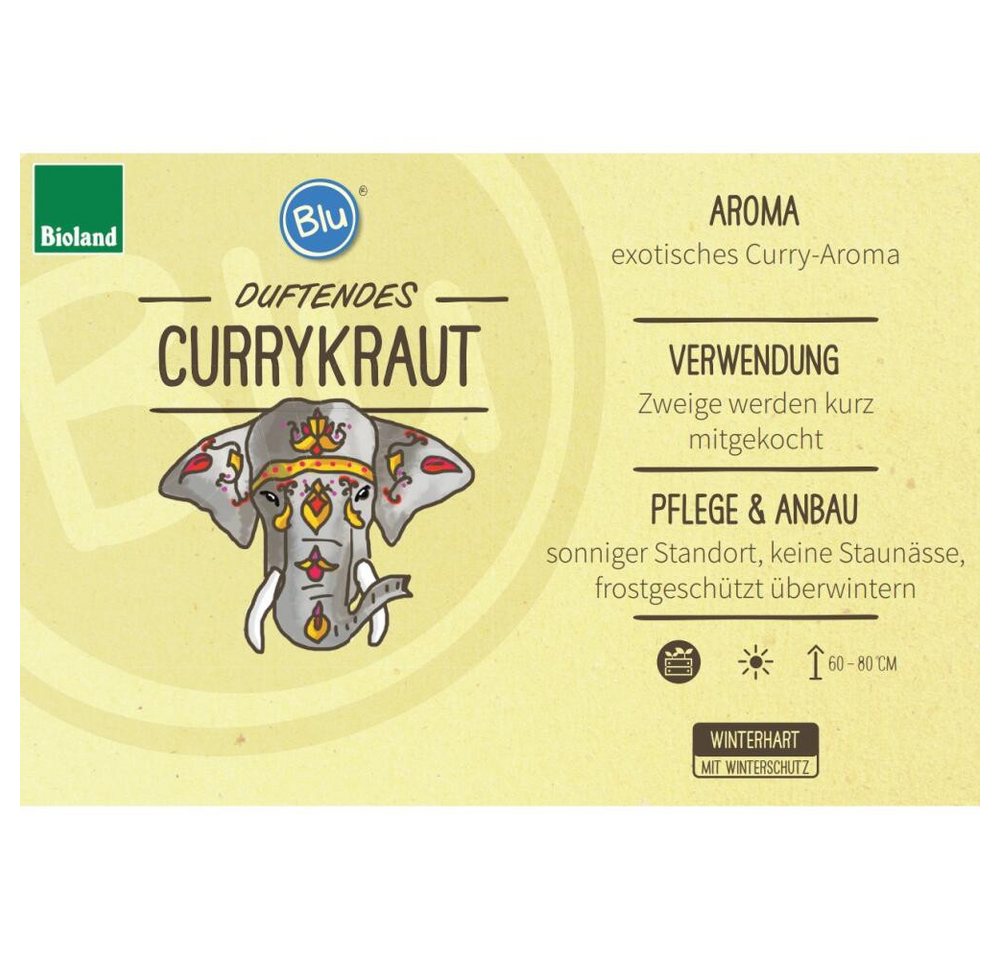 Exotenherz Gewürzkraut Currykraut Helichrysum angustifolia Kräuterpflanze im 12cm Topf