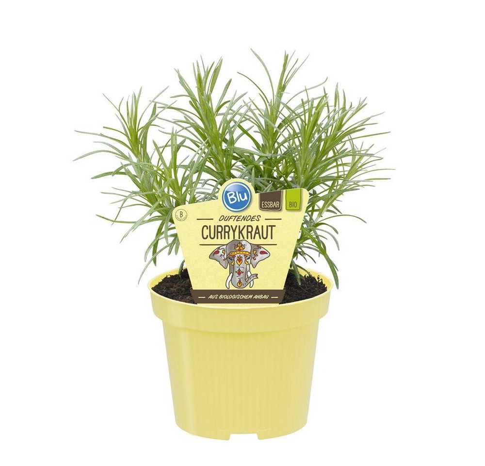 Exotenherz Gewürzkraut Currykraut Helichrysum angustifolia Kräuterpflanze im 12cm Topf Bild 2