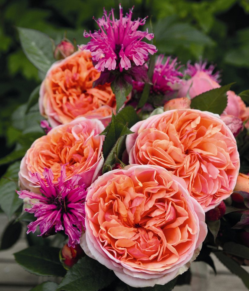 Dehner Rose Edelrose Chippendale®, apricot-rosa-orange-farbene Blüten, Züchter Tantau, mit gefüllten und duftenden Blüten