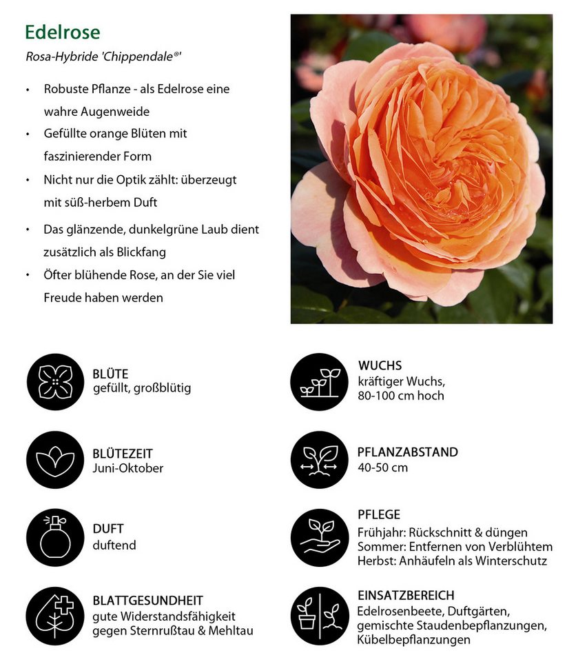 Dehner Rose Edelrose Chippendale®, apricot-rosa-orange-farbene Blüten, Züchter Tantau, mit gefüllten und duftenden Blüten Bild 2