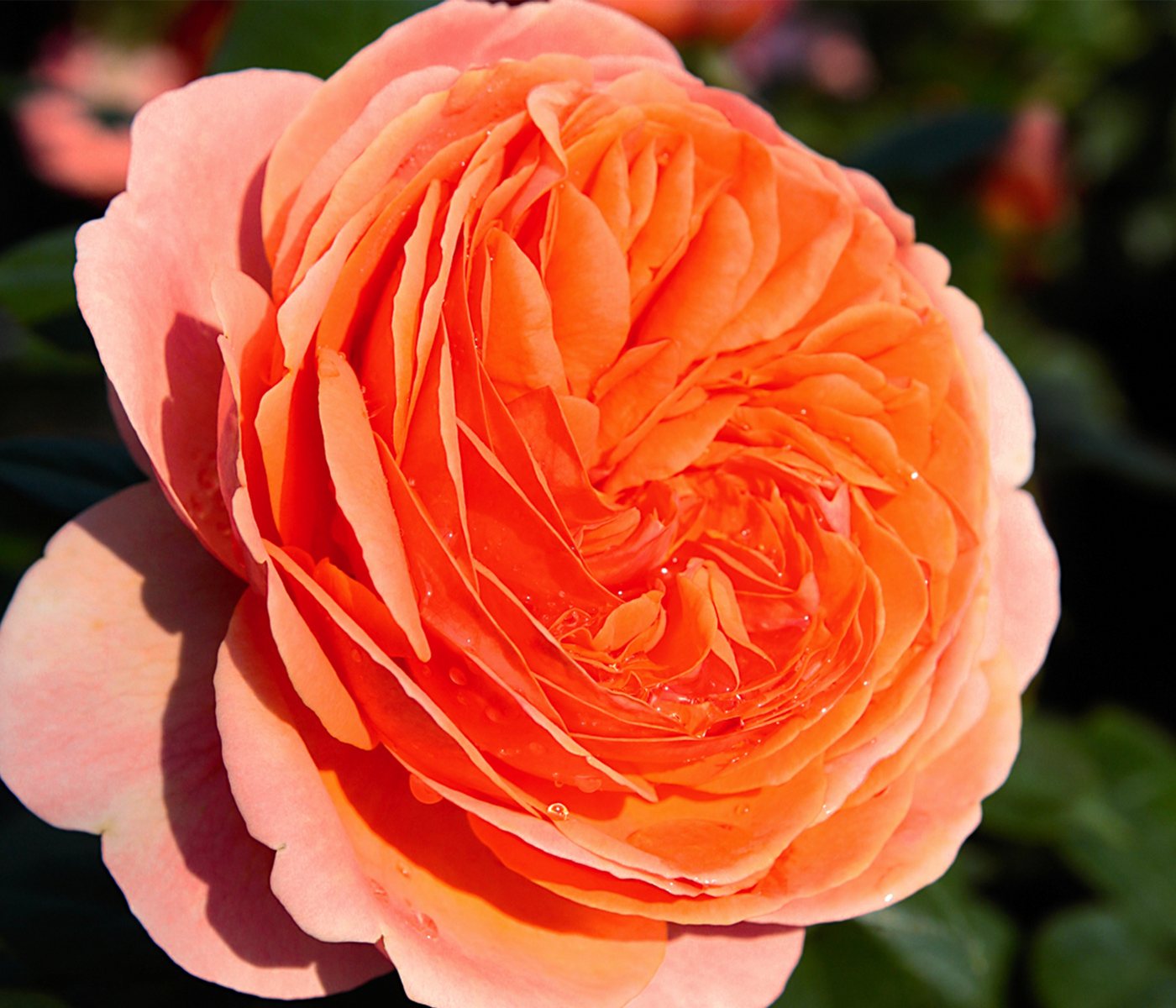 Dehner Rose Edelrose Chippendale®, apricot-rosa-orange-farbene Blüten, Züchter Tantau, mit gefüllten und duftenden Blüten Bild 3