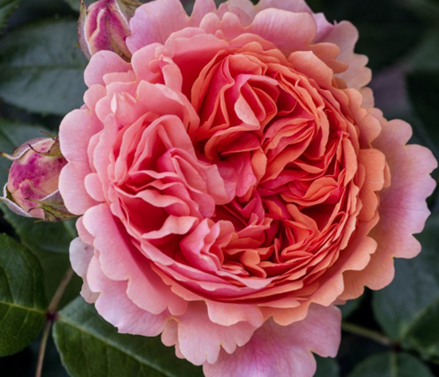 Dehner Rose Edelrose Chippendale®, apricot-rosa-orange-farbene Blüten, Züchter Tantau, mit gefüllten und duftenden Blüten Bild 4