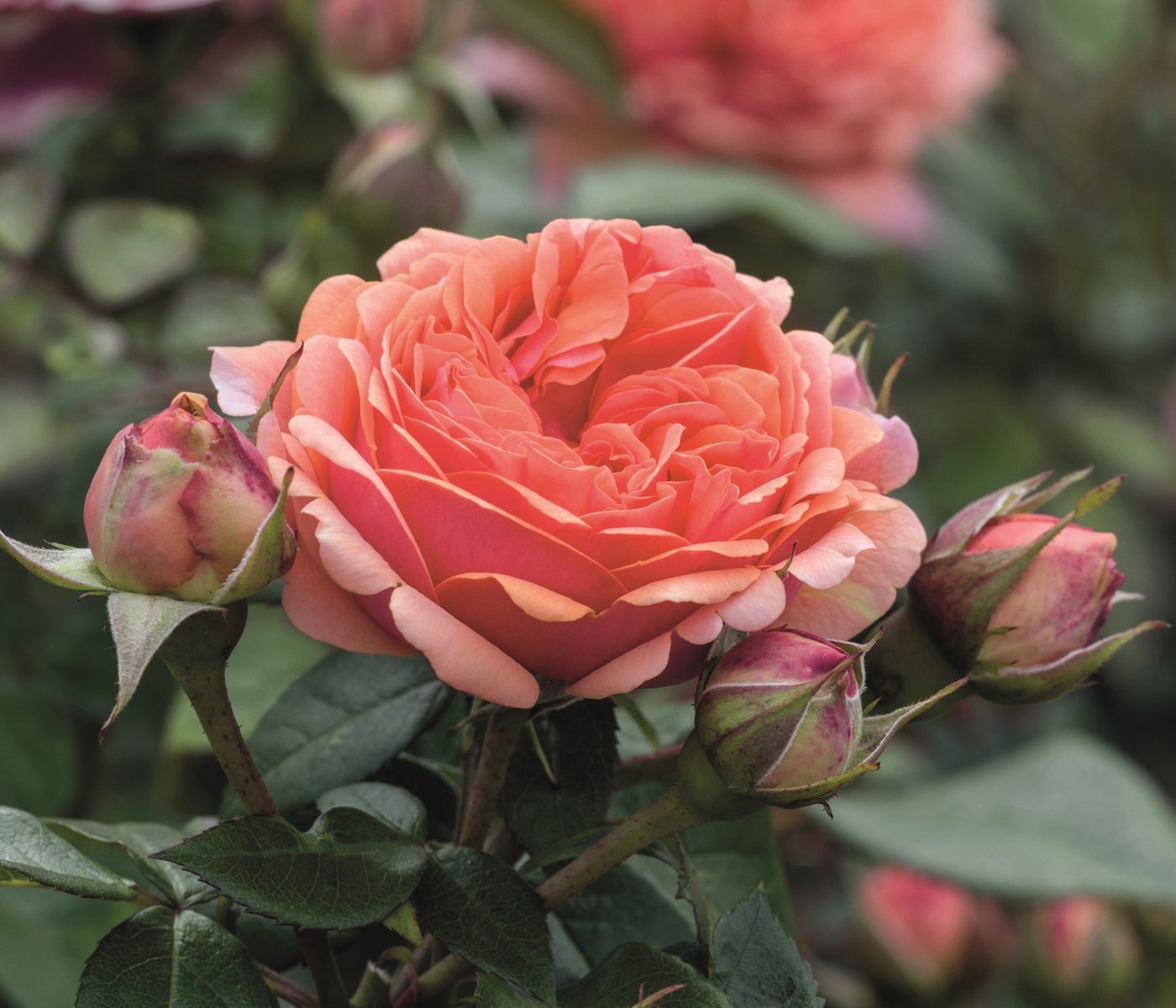 Dehner Rose Edelrose Chippendale®, apricot-rosa-orange-farbene Blüten, Züchter Tantau, mit gefüllten und duftenden Blüten Bild 5