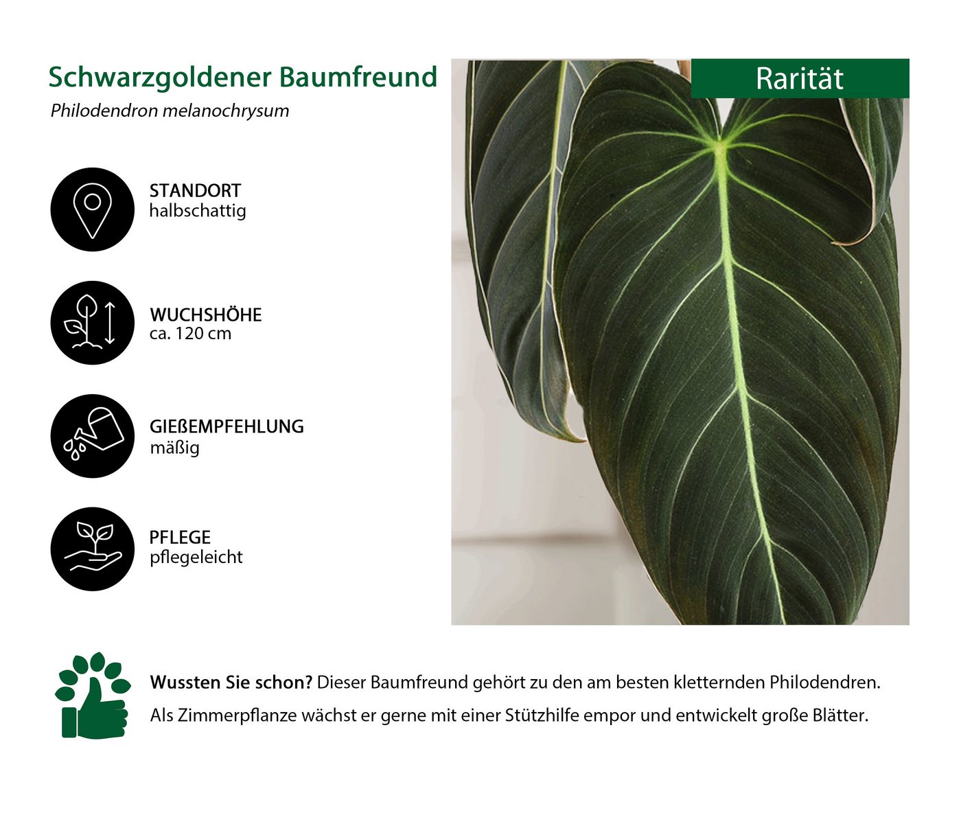 Dehner Zimmerpflanze Schwarzgoldener Baumfreund - Philodendron melanochrysum
