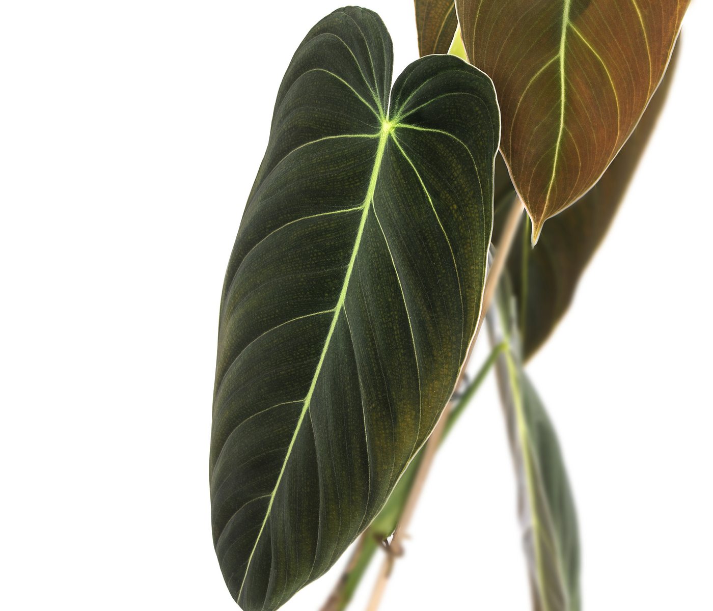 Dehner Zimmerpflanze Schwarzgoldener Baumfreund - Philodendron melanochrysum Bild 2