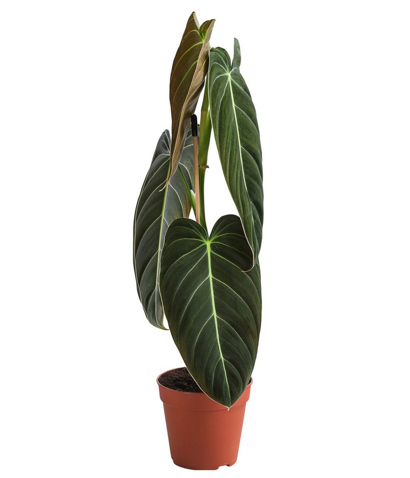 Dehner Zimmerpflanze Schwarzgoldener Baumfreund - Philodendron melanochrysum Bild 3