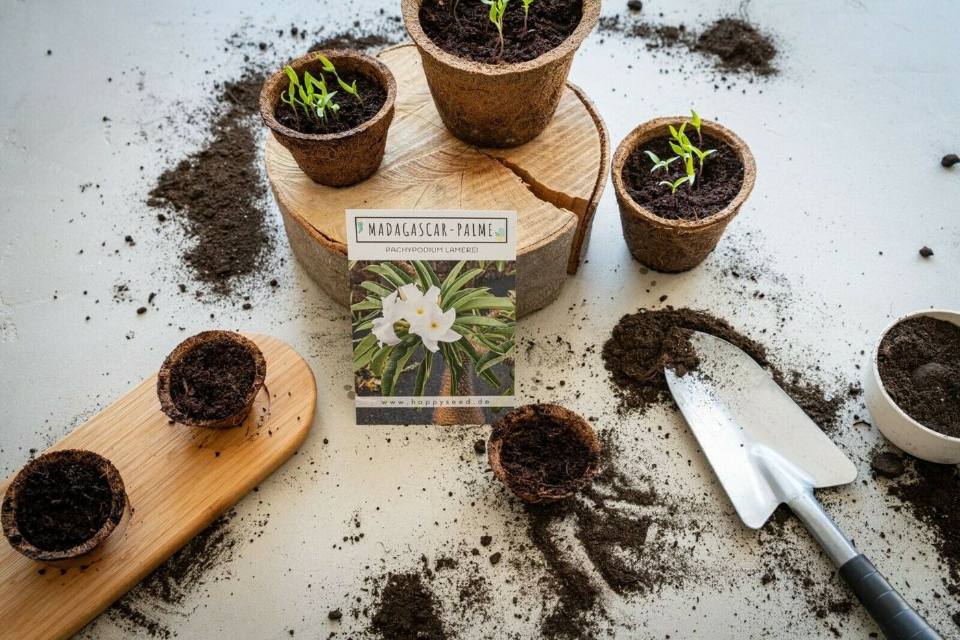 HappySeed Blumensamen Exotische Kakteen Samen mit hoher Keimrate - Madagascar-Palme, Kakteen Bild 2
