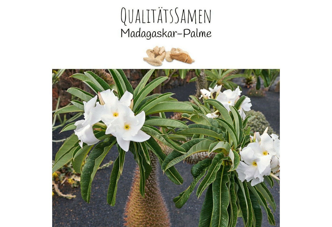 HappySeed Blumensamen Exotische Kakteen Samen mit hoher Keimrate - Madagascar-Palme, Kakteen Bild 3