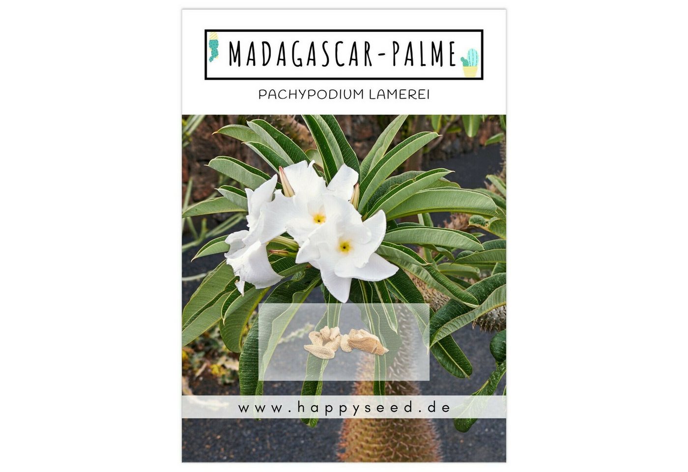 HappySeed Blumensamen Exotische Kakteen Samen mit hoher Keimrate - Madagascar-Palme, Kakteen Bild 5