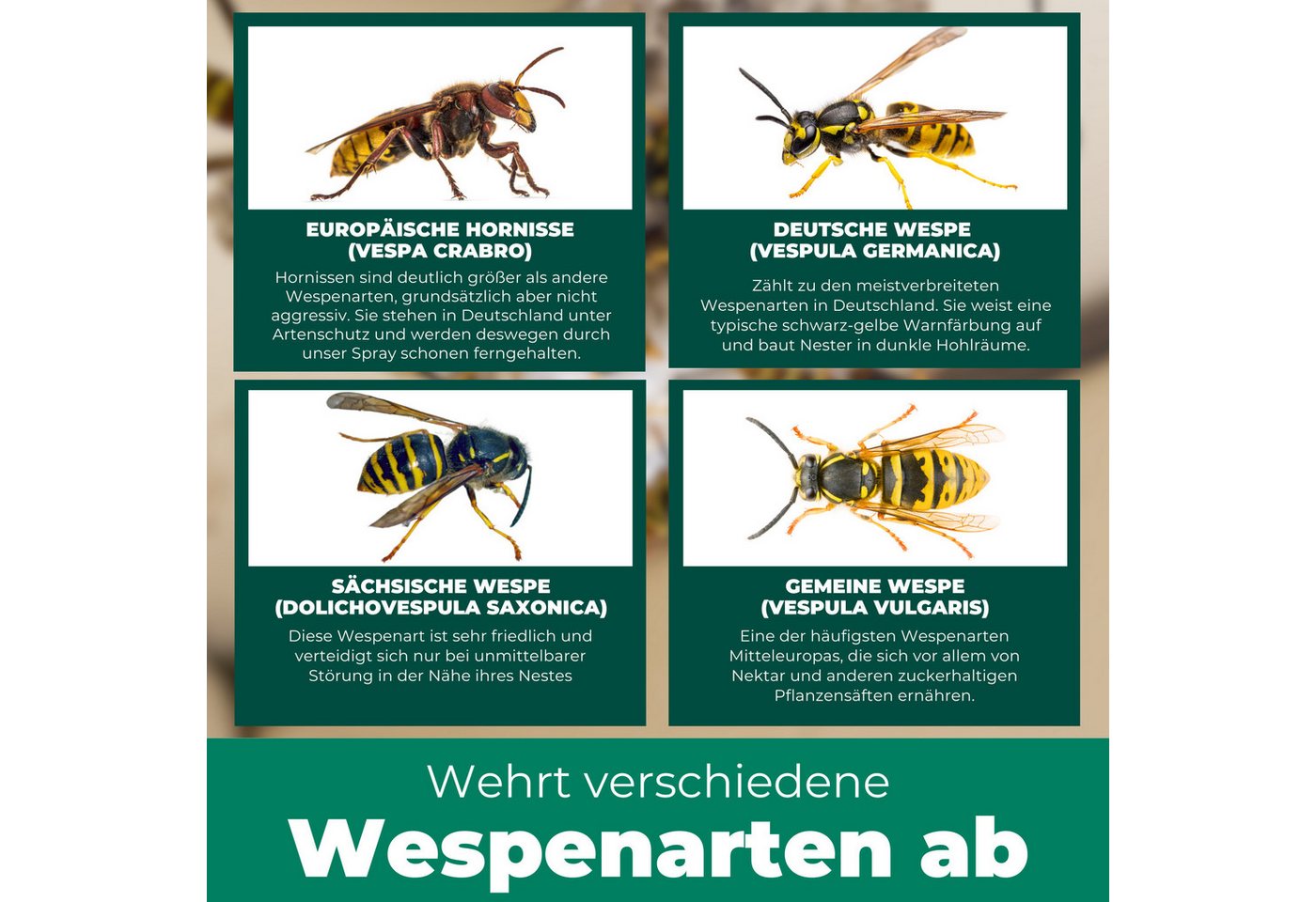 Silberkraft Wespenspray Silberkraft Wespenspray, Spray zur Wespenabwehr, Anti-Wespen-Mittel, 500 ml, 1-St., hilft gegen Wespennester, Repellent mit Sofort- und Langzeitwirkung Bild 4