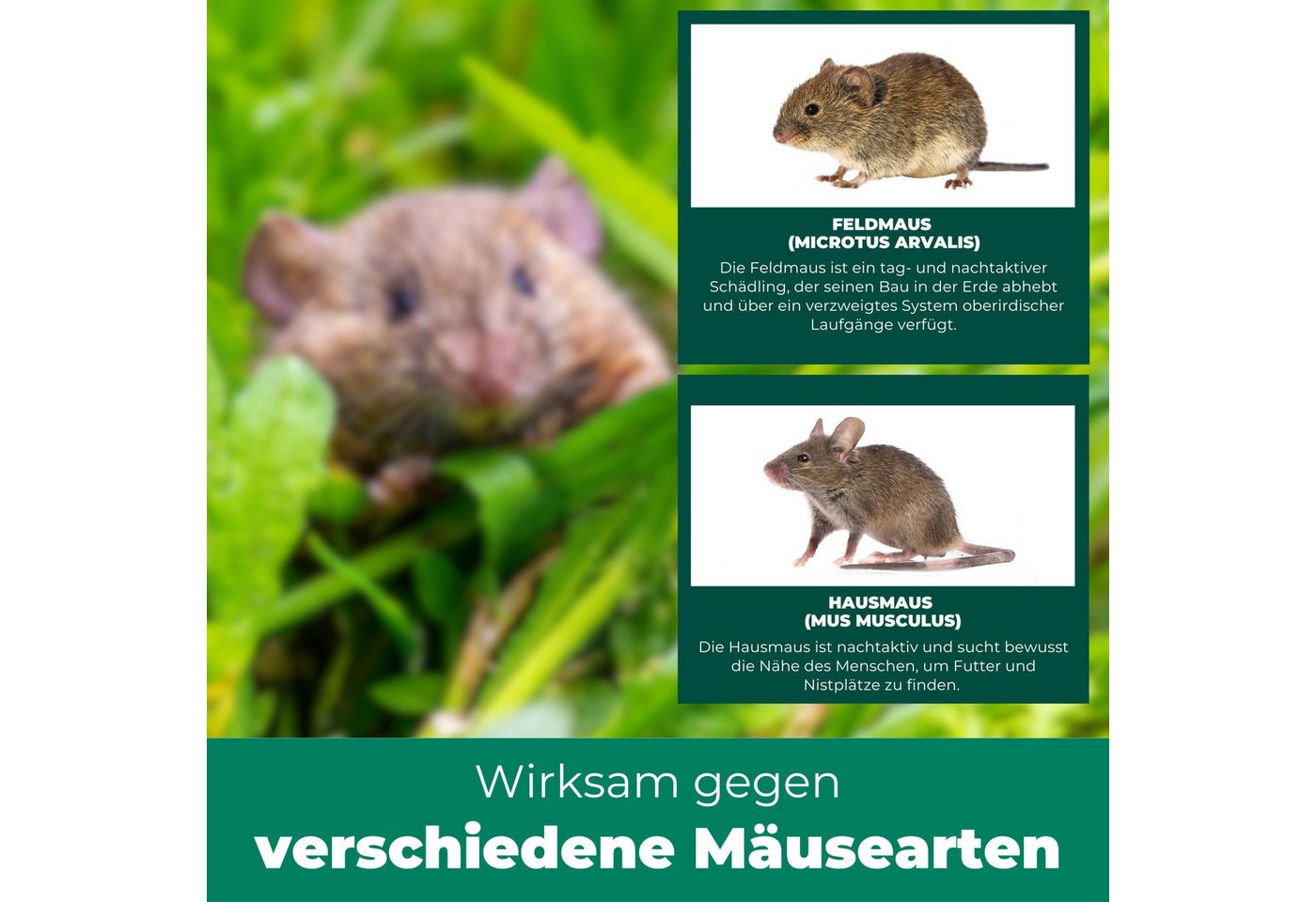Silberkraft Vergrämungsmittel Silberkraft Mäuseabwehr, Repellent gegen Mäusebefall, 500 ml, 1-St., Mäuseabwehr für Haus & Garten, wirksame Alternative zu Gift & Fallen Bild 2