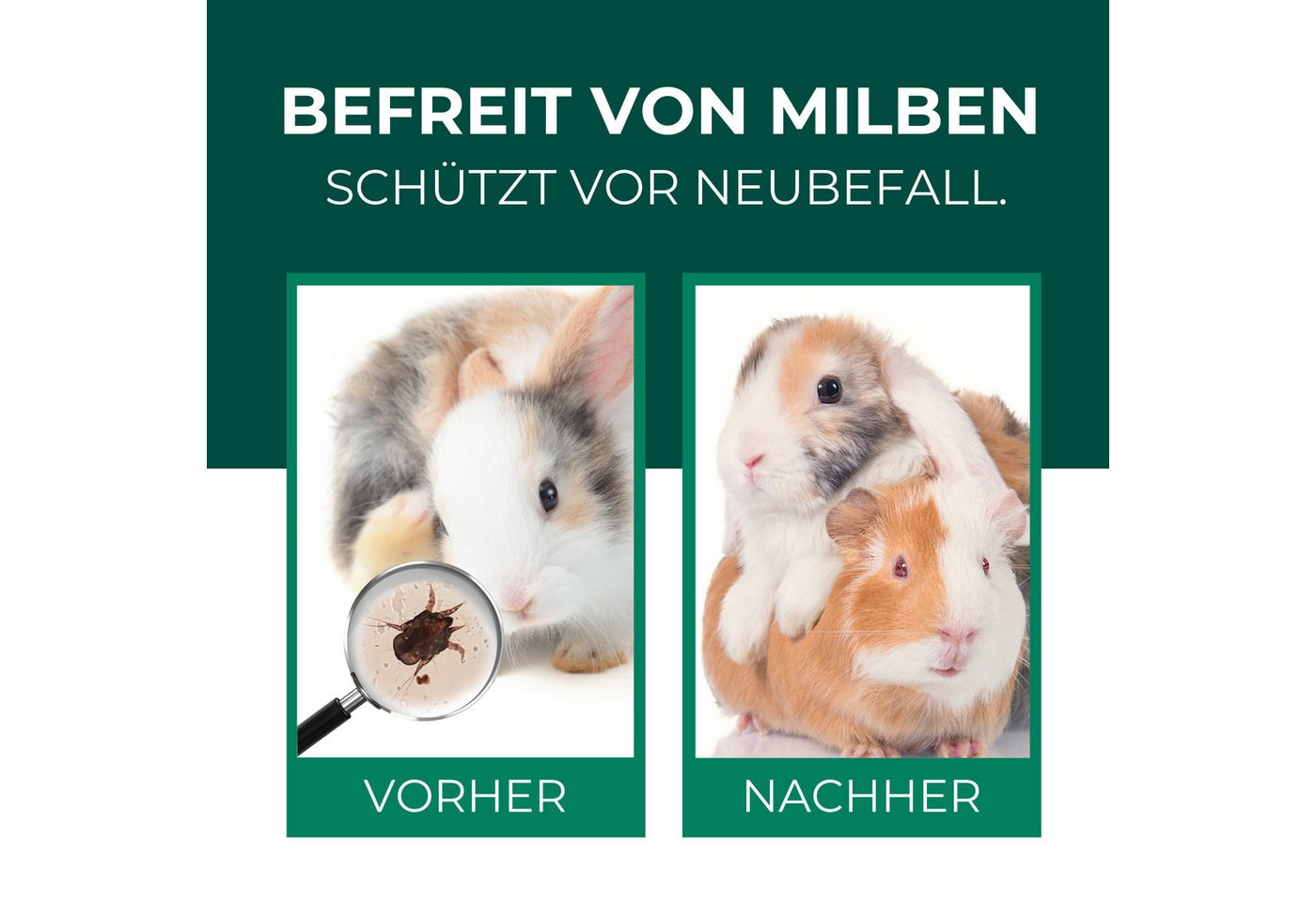 Silberkraft Insektenspray Milbenspray, Milbenmittel für Meerschweinchen, Hamster & Nager, 500 ml, Gegen diverse Milbenarten, Leistungsstarker Langzeitschutz, 1-St., Anti Milben Spray, ideal für Meerschweinchen und Kaninchen, hochwirksame Milbenabwehr für Fell & Käfig, Sofort- & Langzeitschutz Bild 2