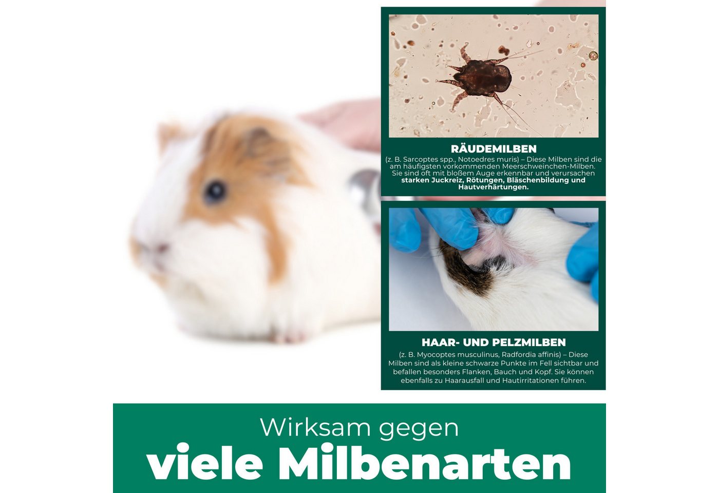 Silberkraft Insektenspray Milbenspray, Milbenmittel für Meerschweinchen, Hamster & Nager, 500 ml, Gegen diverse Milbenarten, Leistungsstarker Langzeitschutz, 1-St., Anti Milben Spray, ideal für Meerschweinchen und Kaninchen, hochwirksame Milbenabwehr für Fell & Käfig, Sofort- & Langzeitschutz Bild 3