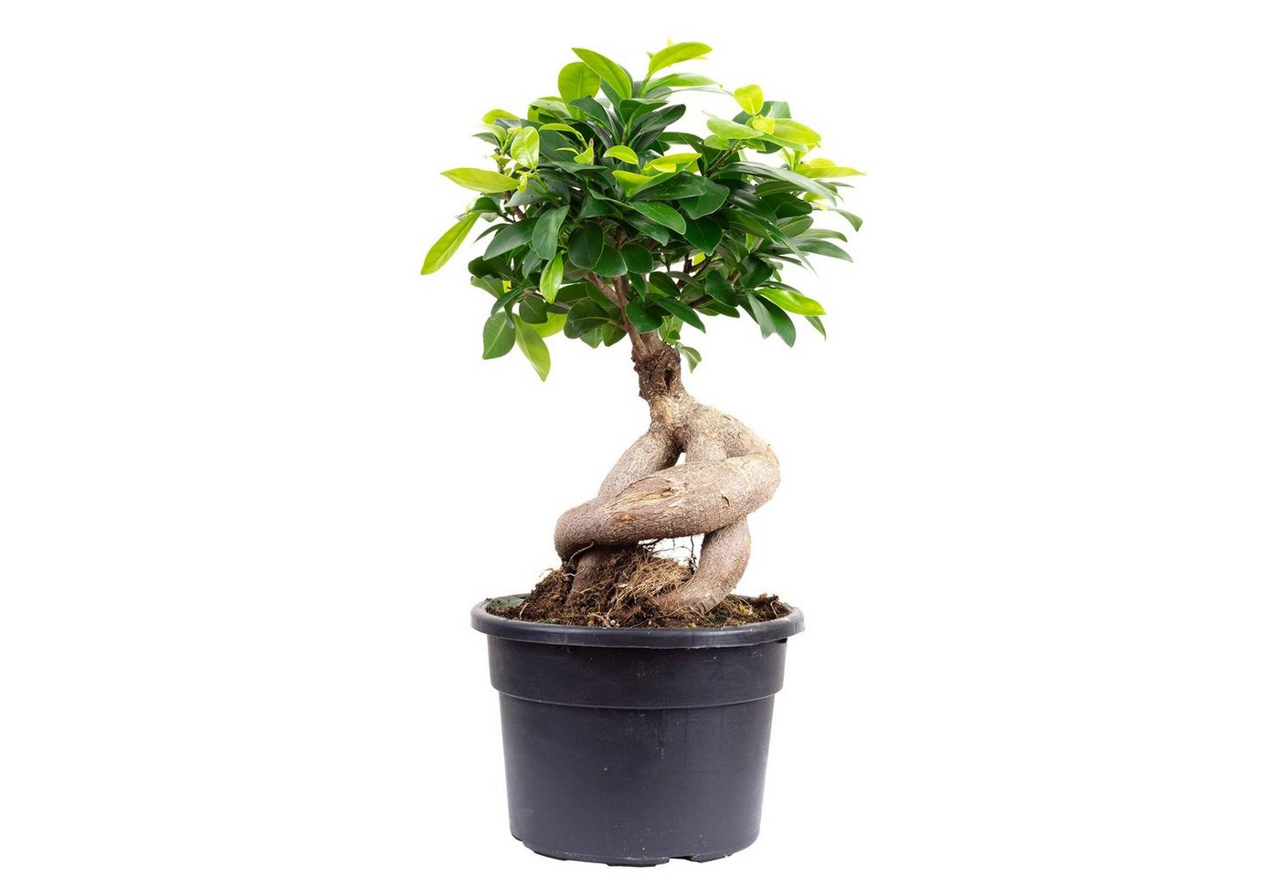 Flowerbox Zimmerpflanze Chinesische Feige - Ficus Ginseng, - Höhe ca. 40 cm, Topf-Ø 17 cm