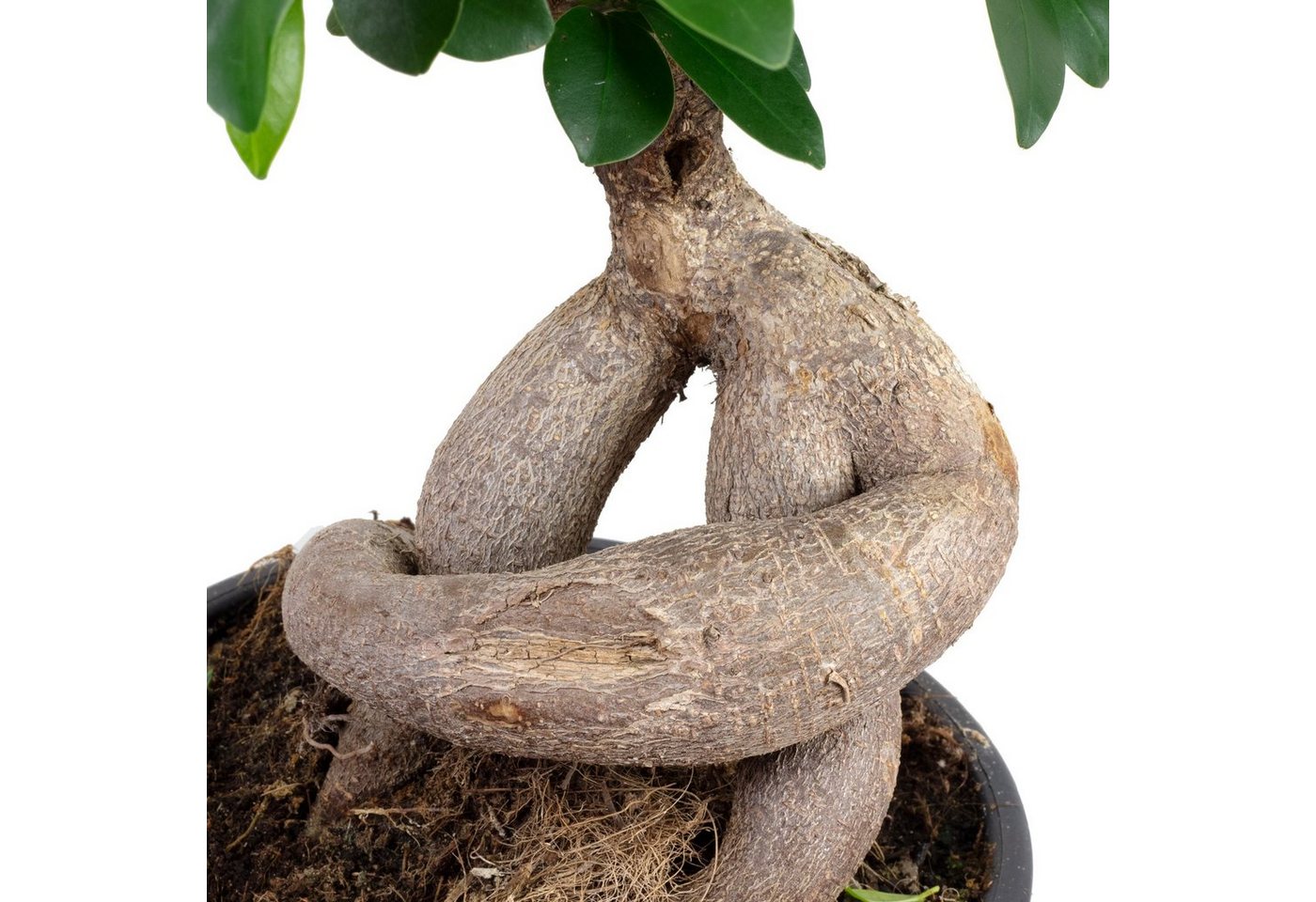 Flowerbox Zimmerpflanze Chinesische Feige - Ficus Ginseng, - Höhe ca. 40 cm, Topf-Ø 17 cm Bild 2