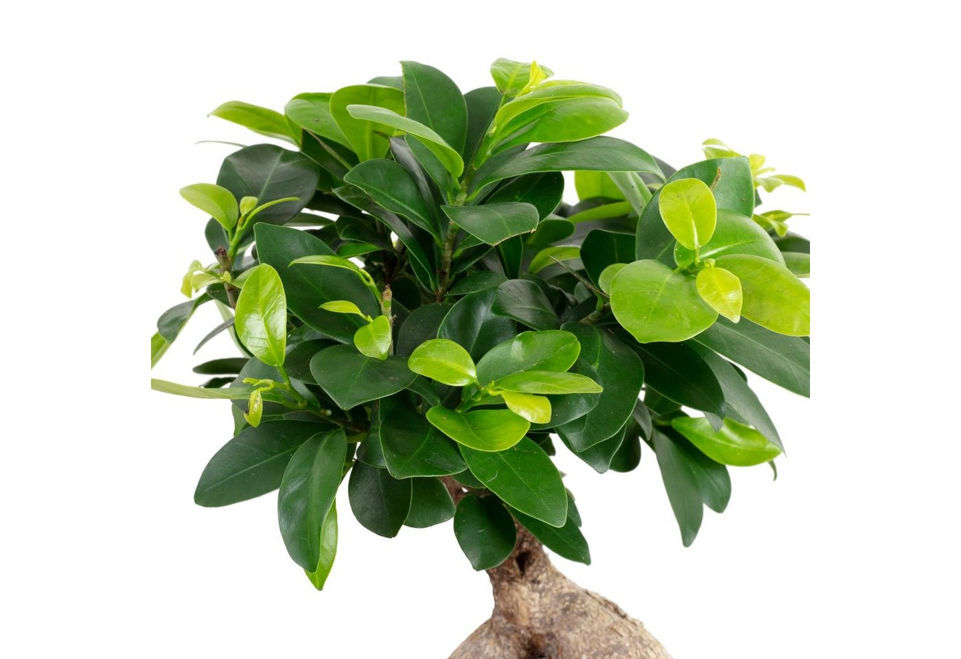Flowerbox Zimmerpflanze Chinesische Feige - Ficus Ginseng, - Höhe ca. 40 cm, Topf-Ø 17 cm Bild 3