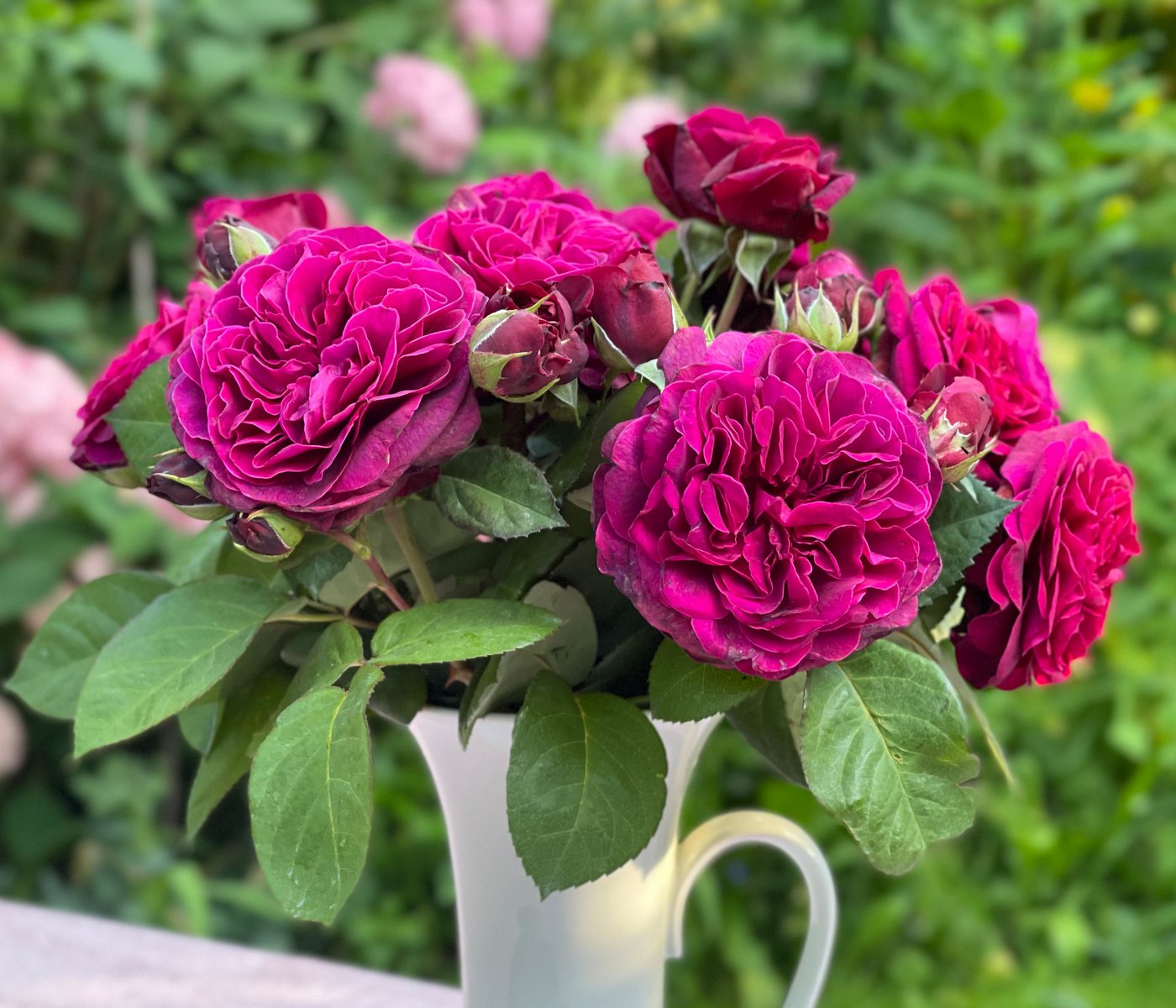 Dehner Rose Nostalgie-Edelrose Deep Secret, gefüllte pink-lila Blüten mit intensivem Duft, Züchter Tantau Bild 2