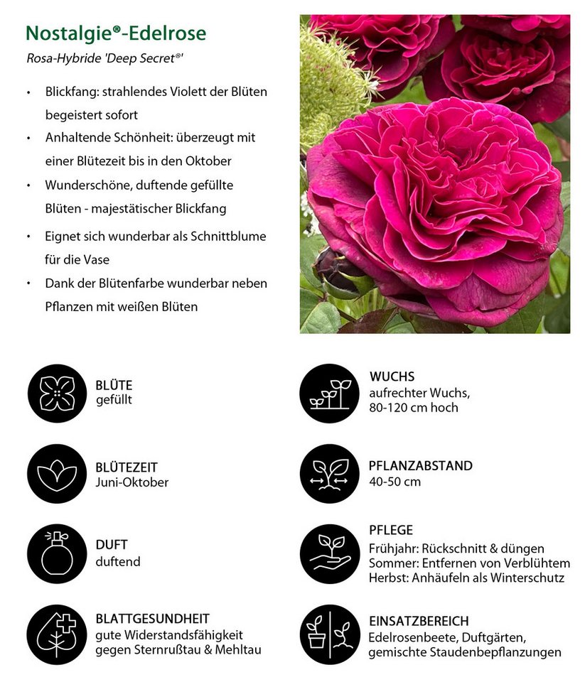 Dehner Rose Nostalgie-Edelrose Deep Secret, gefüllte pink-lila Blüten mit intensivem Duft, Züchter Tantau Bild 3