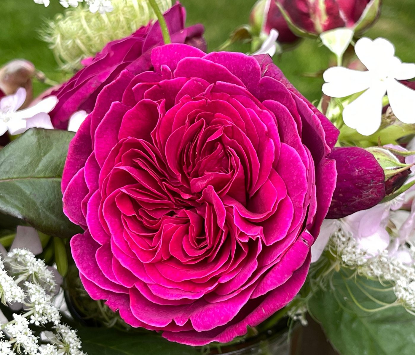 Dehner Rose Nostalgie-Edelrose Deep Secret, gefüllte pink-lila Blüten mit intensivem Duft, Züchter Tantau Bild 4