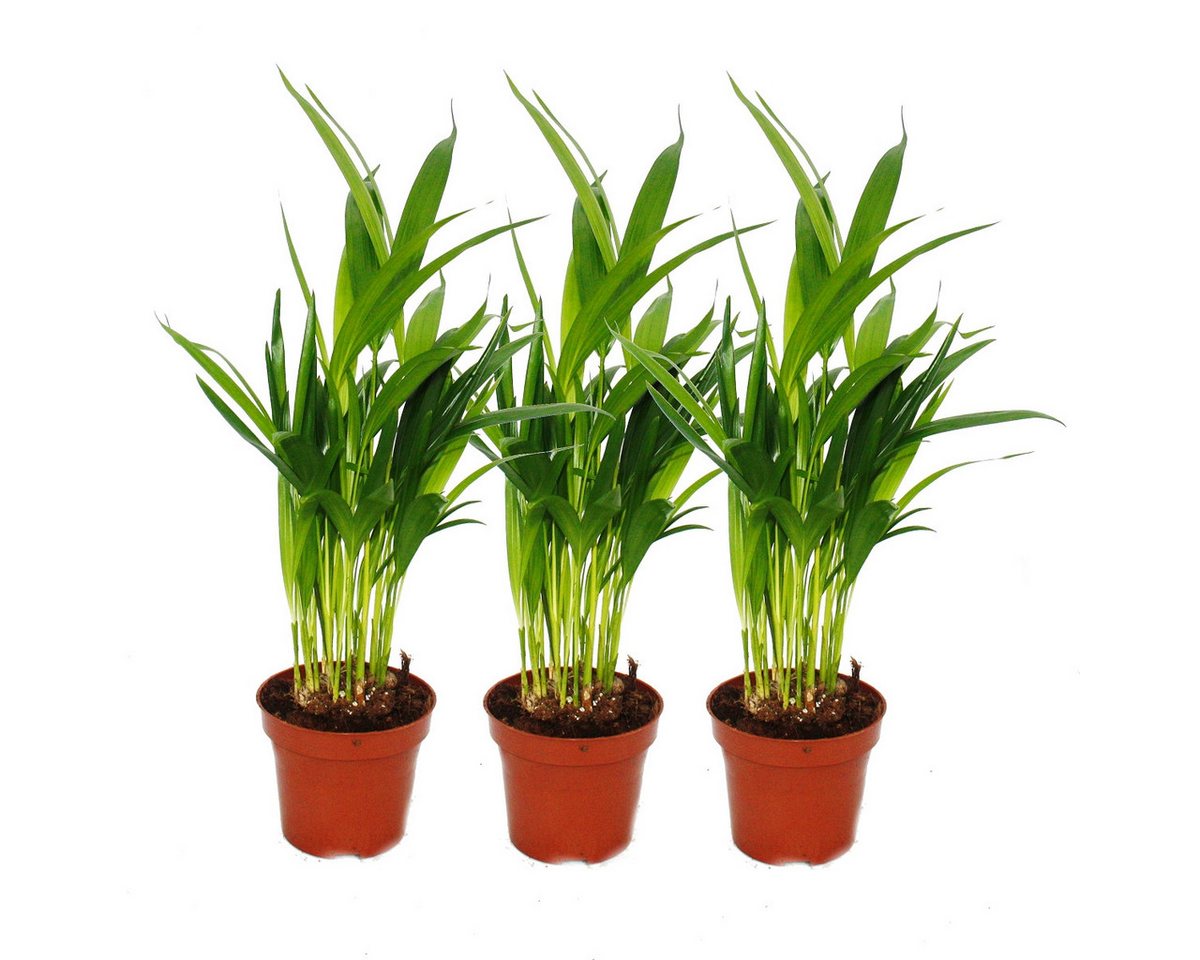 Exotenherz Zimmerpflanze 3er Set Goldfruchtpalme - Dypsis lutescens (Areca), 12cm