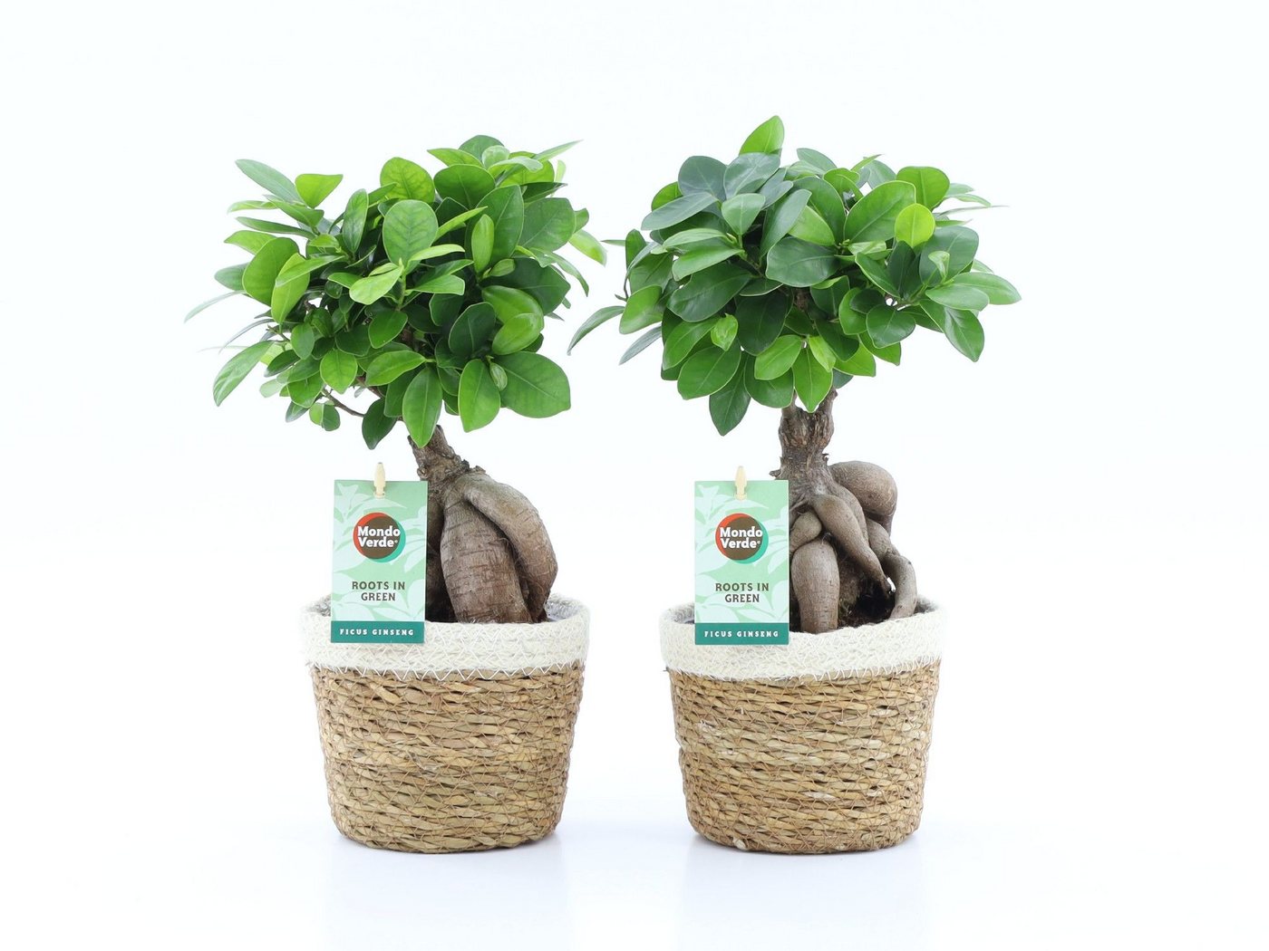 meinvipshop Zimmerpflanze Ficus Ginseng 2er mit Übertopf